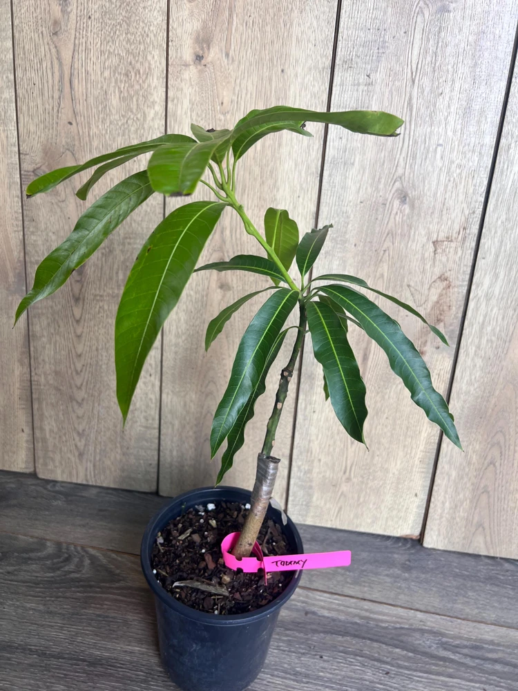 Grafted Tommy Atkins Mango Tree Live Plant - 1/2 Gallon Pot - Outdoor Fruit Tree - Cannot ship to CA - Image 2