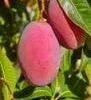 Grafted Tommy Atkins Mango Tree Live Plant - 1/2 Gallon Pot - Outdoor Fruit Tree - Cannot ship to CA - Image 1