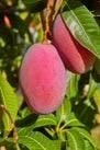 Grafted Tommy Atkins Mango Tree Live Plant - 1/2 Gallon Pot - Outdoor Fruit Tree - Cannot ship to CA - Image 1