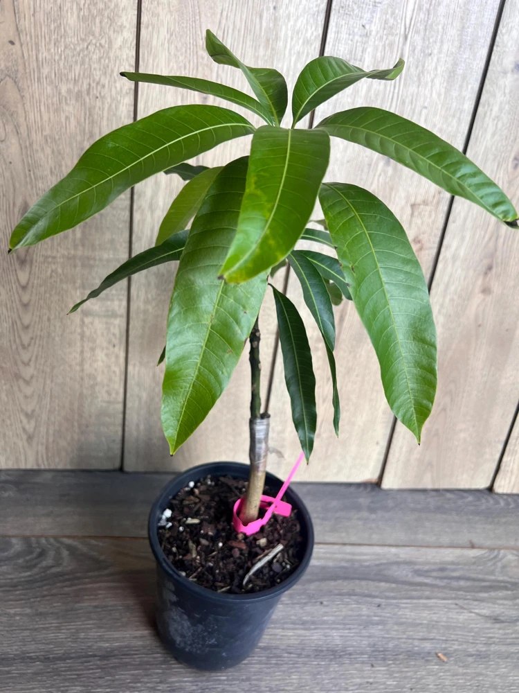 Grafted Tommy Atkins Mango Tree Live Plant - 1/2 Gallon Pot - Outdoor Fruit Tree - Cannot ship to CA - Image 3
