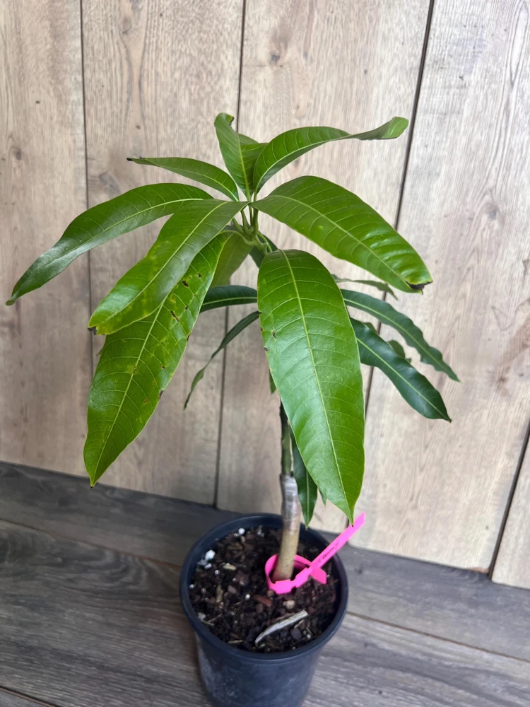 Grafted Tommy Atkins Mango Tree Live Plant - 1/2 Gallon Pot - Outdoor Fruit Tree - Cannot ship to CA - Image 4