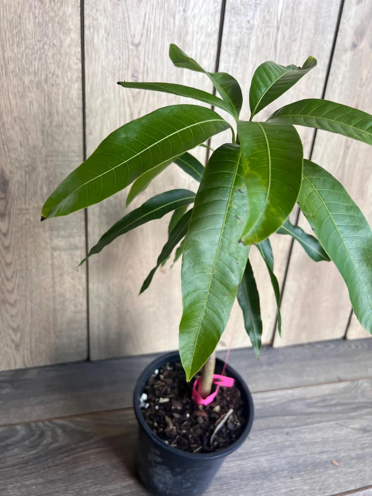 Grafted Tommy Atkins Mango Tree Live Plant - 1/2 Gallon Pot - Outdoor Fruit Tree - Cannot ship to CA - Image 5