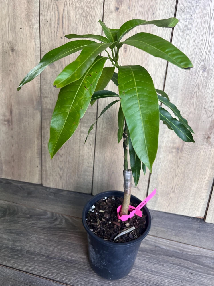 Grafted Tommy Atkins Mango Tree Live Plant - 1/2 Gallon Pot - Outdoor Fruit Tree - Cannot ship to CA - Image 6