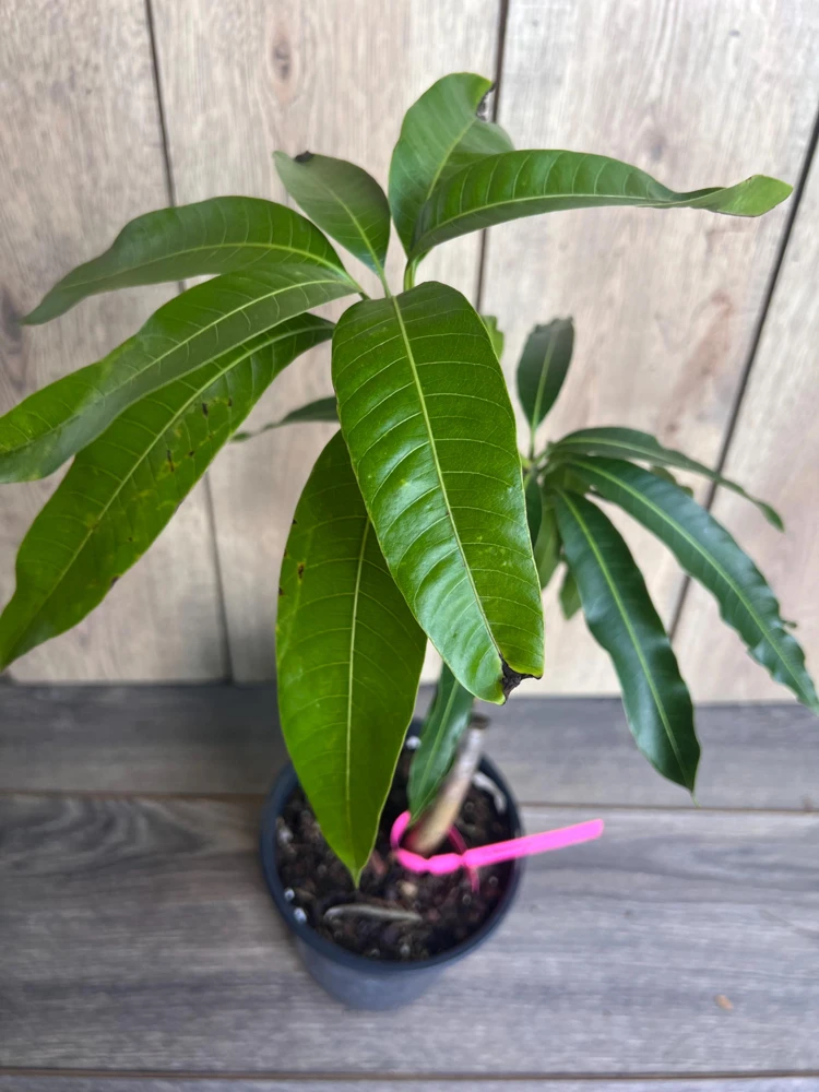 Grafted Tommy Atkins Mango Tree Live Plant - 1/2 Gallon Pot - Outdoor Fruit Tree - Cannot ship to CA - Image 7