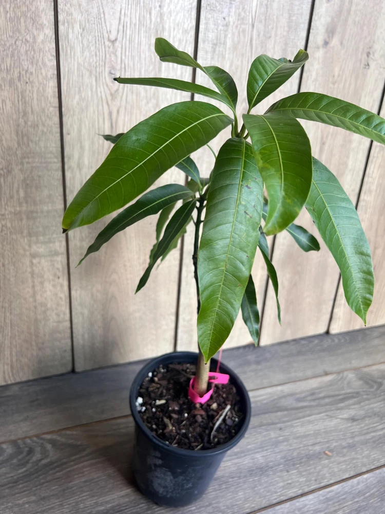 Grafted Tommy Atkins Mango Tree Live Plant - 1/2 Gallon Pot - Outdoor Fruit Tree - Cannot ship to CA - Image 8