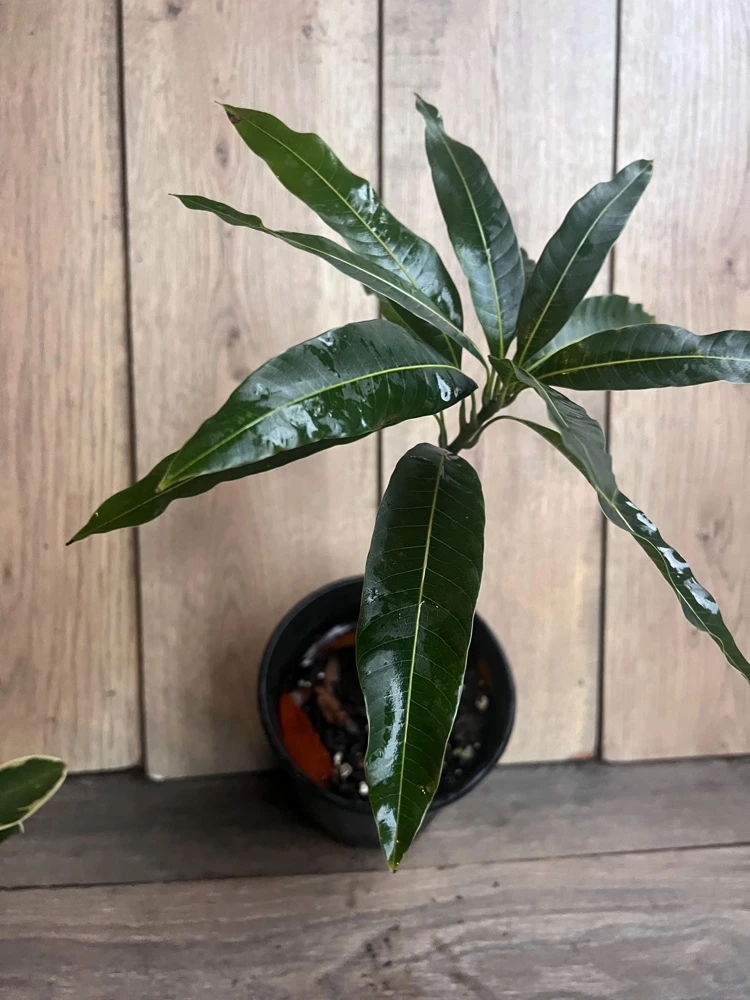 Grafted Valencia Pride Mango Tree Live Plant – 1/2 Gallon Pot – Outdoor - Cannot ship to CA - Image 2