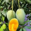 Grafted Valencia Pride Mango Tree Live Plant – 1/2 Gallon Pot – Outdoor - Cannot ship to CA - Image 1