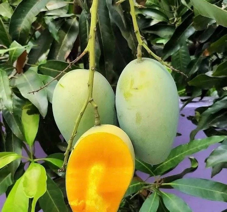 Grafted Valencia Pride Mango Tree Live Plant – 1/2 Gallon Pot – Outdoor - Cannot ship to CA - Image 1