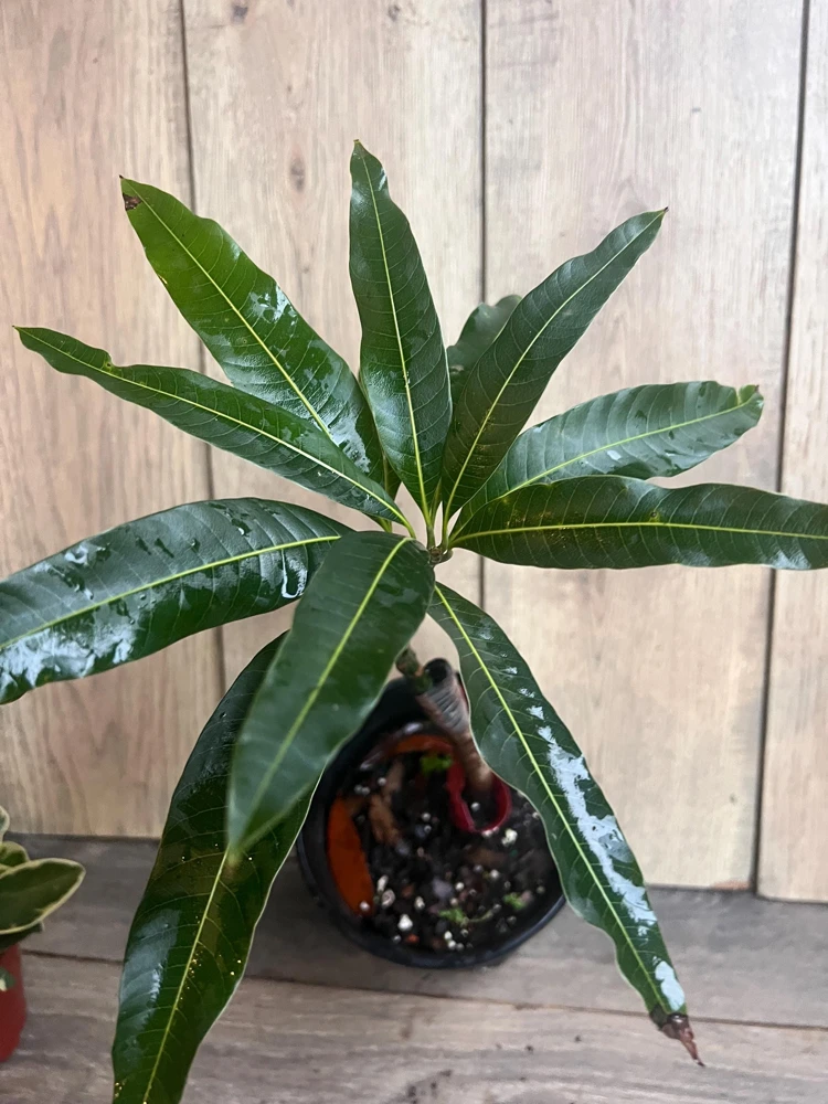 Grafted Valencia Pride Mango Tree Live Plant – 1/2 Gallon Pot – Outdoor - Cannot ship to CA - Image 3
