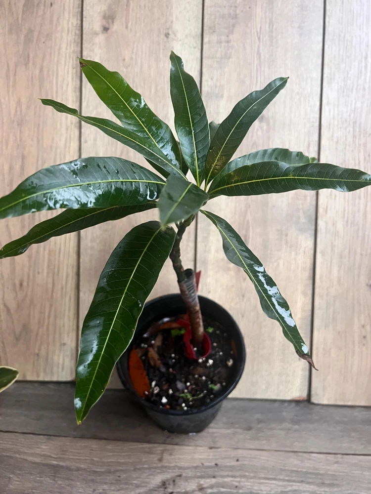 Grafted Valencia Pride Mango Tree Live Plant – 1/2 Gallon Pot – Outdoor - Cannot ship to CA - Image 4