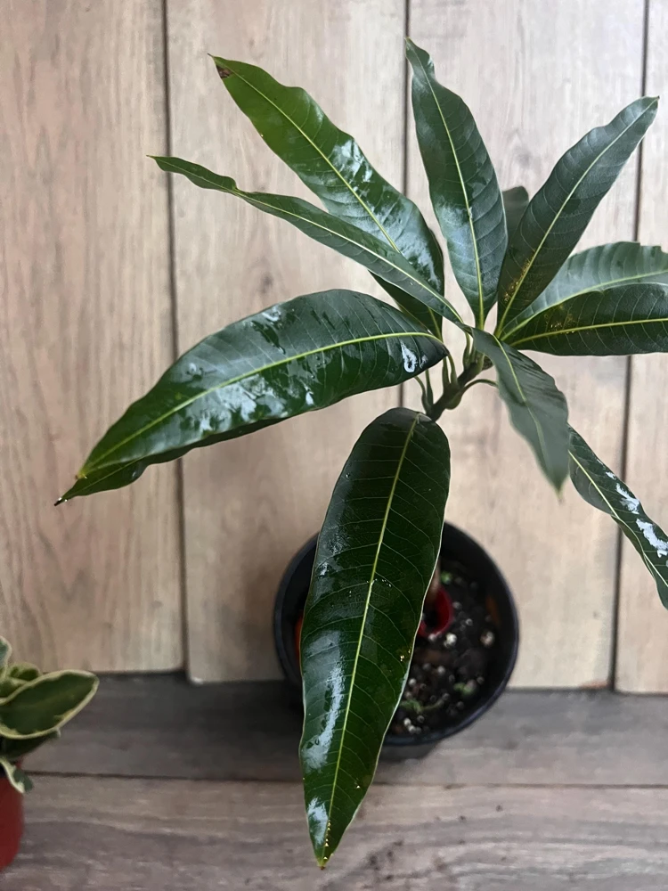 Grafted Valencia Pride Mango Tree Live Plant – 1/2 Gallon Pot – Outdoor - Cannot ship to CA - Image 5