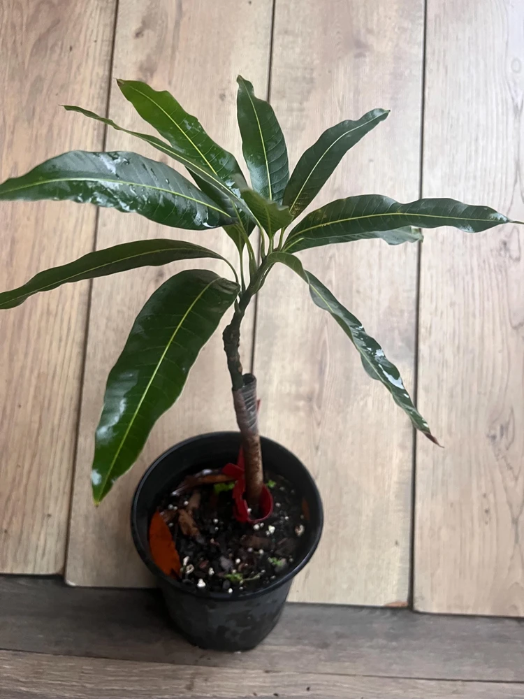 Grafted Valencia Pride Mango Tree Live Plant – 1/2 Gallon Pot – Outdoor - Cannot ship to CA - Image 6