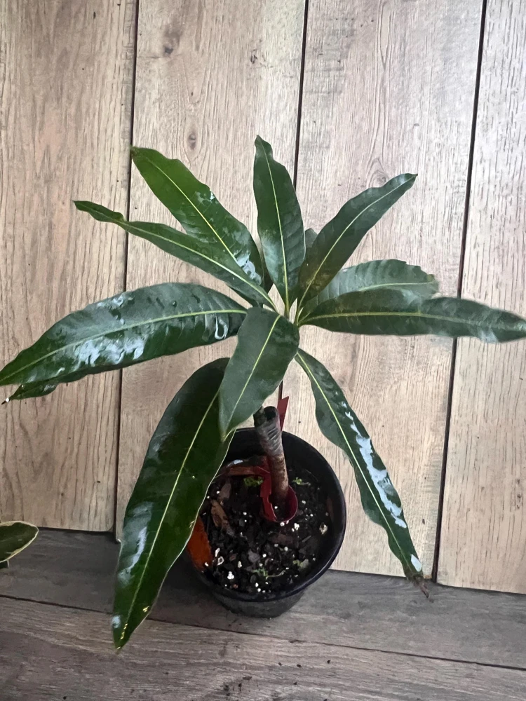 Grafted Valencia Pride Mango Tree Live Plant – 1/2 Gallon Pot – Outdoor - Cannot ship to CA - Image 7