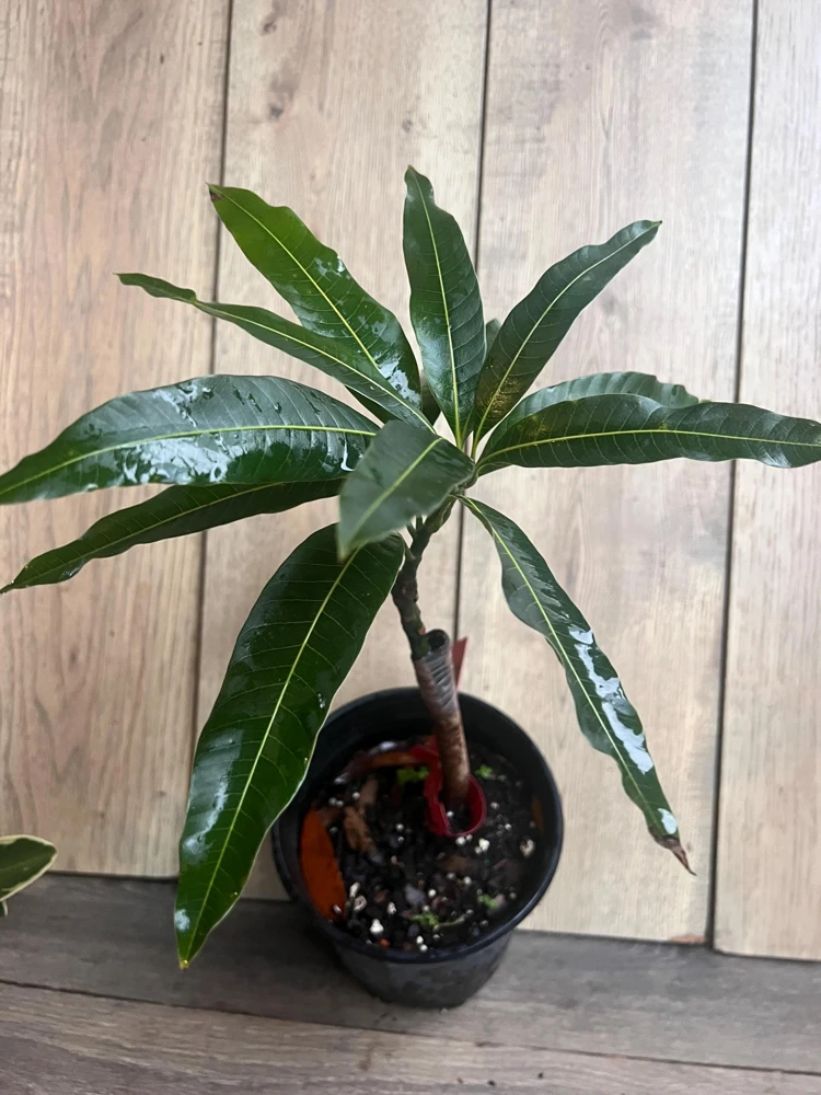 Grafted Valencia Pride Mango Tree Live Plant – 1/2 Gallon Pot – Outdoor - Cannot ship to CA - Image 8