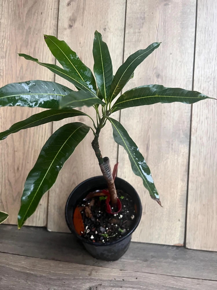Grafted Valencia Pride Mango Tree Live Plant – 1/2 Gallon Pot – Outdoor - Cannot ship to CA - Image 9