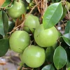 Grafted White Star Apple Tree Live Plant – Chrysophyllum albidum – 3 Gallon Pot – Outdoor Fruit Tree - Cannot ship to CA - Image 1