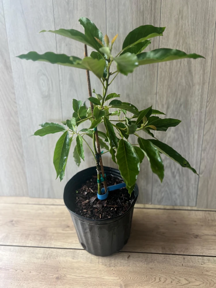Grafted Winter Mexican Avocado Tree Live Plant - 3 Gallon Pot - Cold Hardy - Cannot ship to CA - Image 2