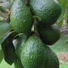 Grafted Winter Mexican Avocado Tree Live Plant - 3 Gallon Pot - Cold Hardy - Cannot ship to CA - Image 1