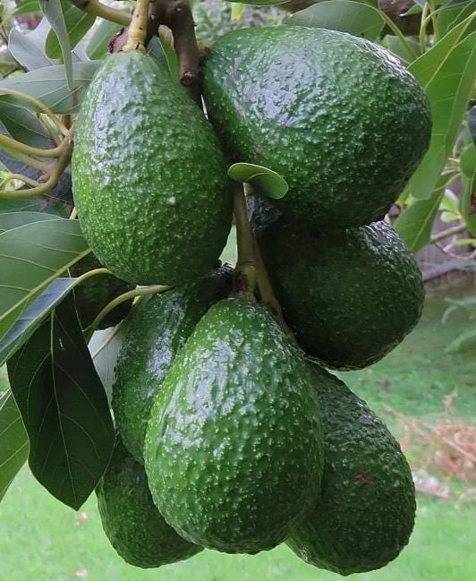 Grafted Winter Mexican Avocado Tree Live Plant - 3 Gallon Pot - Cold Hardy - Cannot ship to CA - Image 1
