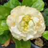 Grand Duke of Tuscany Jasmine Live Plant – Fragrant Starter – 2 Pack – 3-5 inches tall – Indoor/Outdoor - Image 1