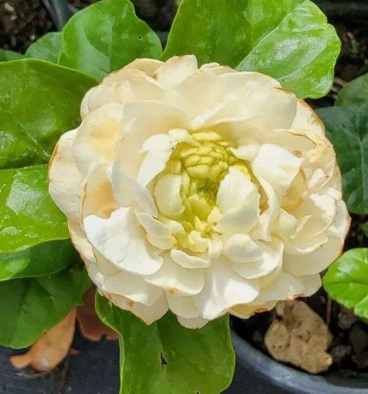 Grand Duke of Tuscany Jasmine Live Plant – Fragrant Starter – 2 Pack – 3-5 inches tall – Indoor/Outdoor - Image 1