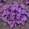 Grande Amethyst Heuchera Live Plant – Purple Coral Bells Perennial – USDA Zones 4-9 - Image 1