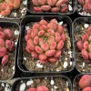Graptoveria Bashful Succulent Live Plant - 2 inch Pot - Indoor/Outdoor - Image 1