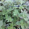 Greek Hot & Spicy Oregano Live Plant - Edible Herb, 4" Pot, Perennial - Image 1