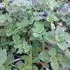 Greek Oregano Live Plant – Hot & Spicy Culinary Herb – 4 inch Tall - Image 1
