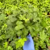 Green English Ivy Live Plant - Hedera helix Climbing Trailing Houseplant - Image 1
