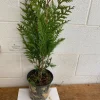 Green Giant Arborvitae Live Plant – 18-24 inch Thuja plicata – Trade Gallon Container – Outdoor Hedge Tree - Image 1