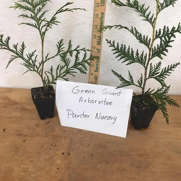 Green Giant Arborvitae Live Plant – 2.5" Pot, 6-12" Tall – Outdoor Privacy Tree - Image 10