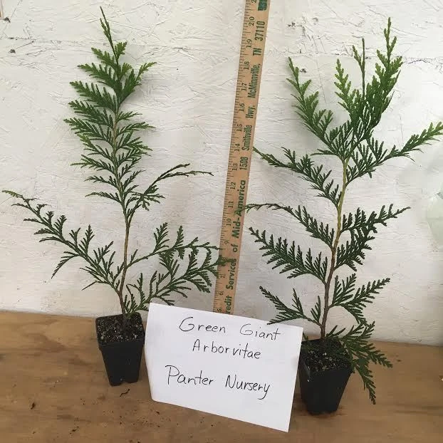 Green Giant Arborvitae Live Plant – 2.5" Pot, 6-12" Tall – Outdoor Privacy Tree - Image 2