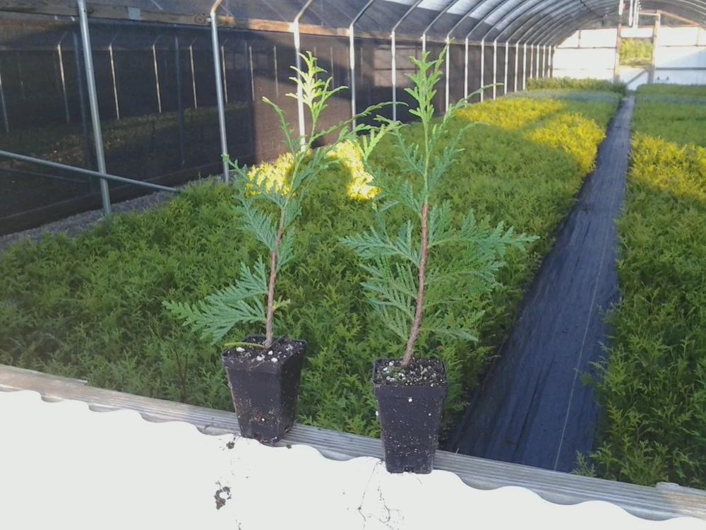 Green Giant Arborvitae Live Plant – 2.5" Pot, 6-12" Tall – Outdoor Privacy Tree - Image 3