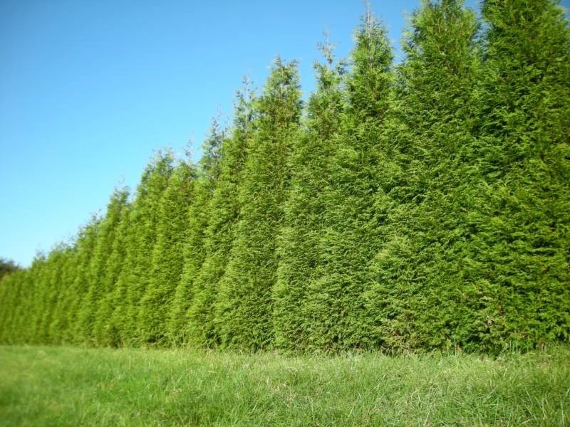 Green Giant Arborvitae Live Plant – 2.5" Pot, 6-12" Tall – Outdoor Privacy Tree - Image 4