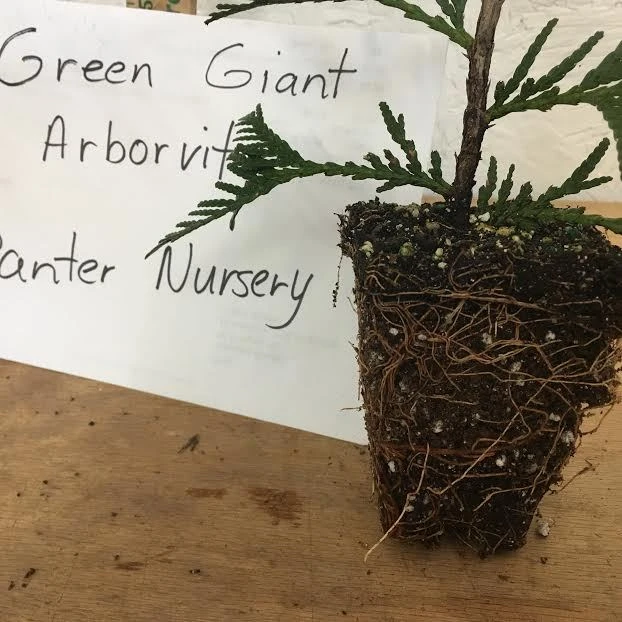 Green Giant Arborvitae Live Plant – 2.5" Pot, 6-12" Tall – Outdoor Privacy Tree - Image 5
