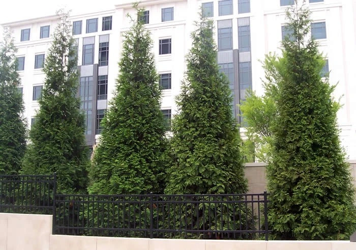 Green Giant Arborvitae Live Plant – 2.5" Pot, 6-12" Tall – Outdoor Privacy Tree - Image 7