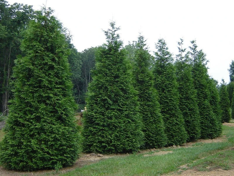Green Giant Arborvitae Live Plant – 2.5" Pot, 6-12" Tall – Outdoor Privacy Tree - Image 1