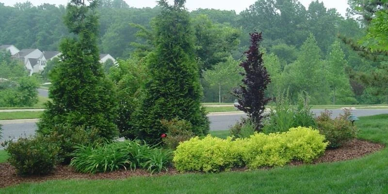 Green Giant Arborvitae Live Plant – 2.5" Pot, 6-12" Tall – Outdoor Privacy Tree - Image 9