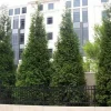 Green Giant Arborvitae Live Plant – Thuja plicata – 12-18 inch Tall – 4 inch Pot – Outdoor Evergreen Shrub - Image 1