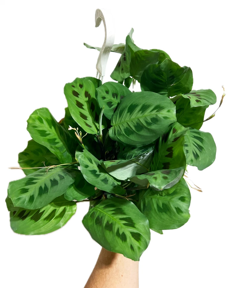 Green Maranta Prayer Plant Live Plant – 4in Pot – Indoor Houseplant - Image 2