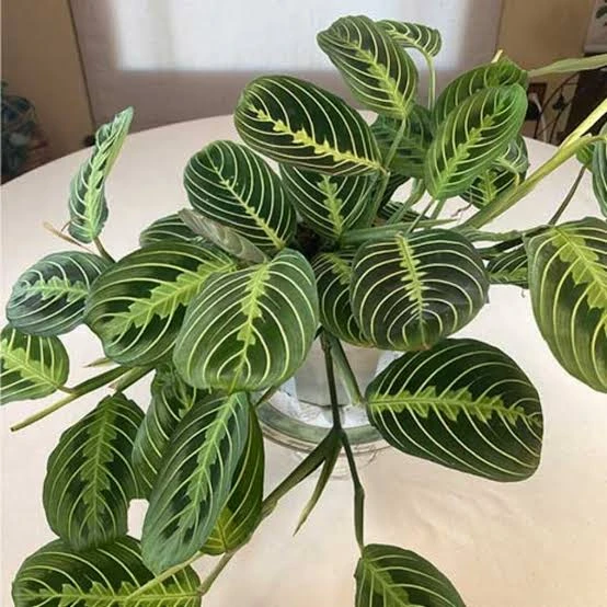 Green Maranta Prayer Plant Live Plant – 4in Pot – Indoor Houseplant - Image 1