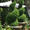 Green Mountain Boxwood Live Plant - Quart Pot - Evergreen Shrub for Hedges & Gardens - Image 1