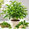 Green Tea Live Plant - Camellia Tree for Planting, 4-8 Inch Tall, Outdoor - Image 1