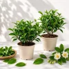 Green Tea Plants Live for Planting - Set of 2, Camellia Tea Tree, 4-8 Inch Tall, Outdoor - Image 1