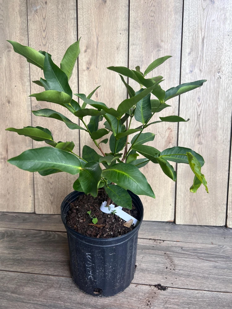 Green Wax Apple Live Plant – 3 Gallon Air Layered Tropical Fruit Tree - Cannot ship to CA - Image 2