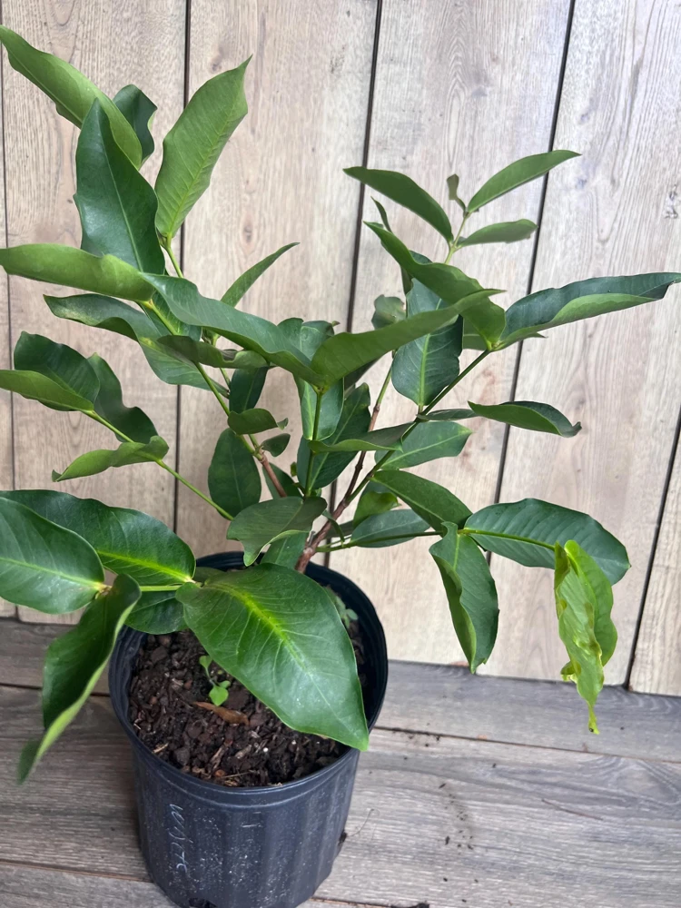 Green Wax Apple Live Plant – 3 Gallon Air Layered Tropical Fruit Tree - Cannot ship to CA - Image 3