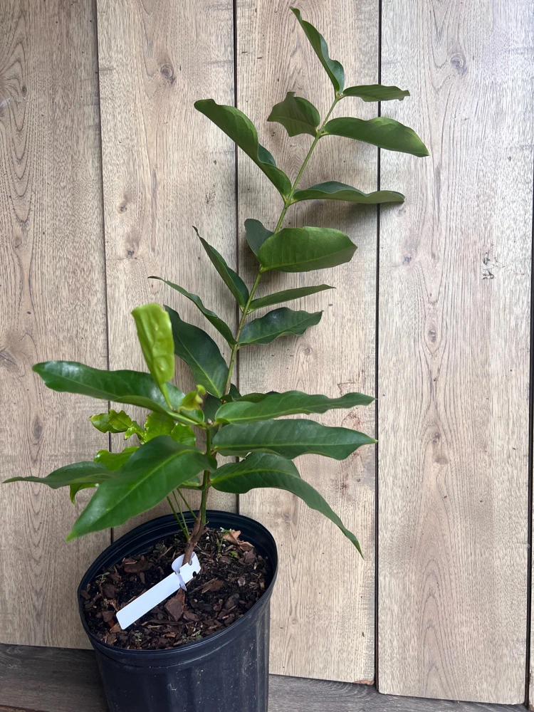 Green Wax Apple Live Plant – 3 Gallon Air Layered Tropical Fruit Tree - Cannot ship to CA - Image 4