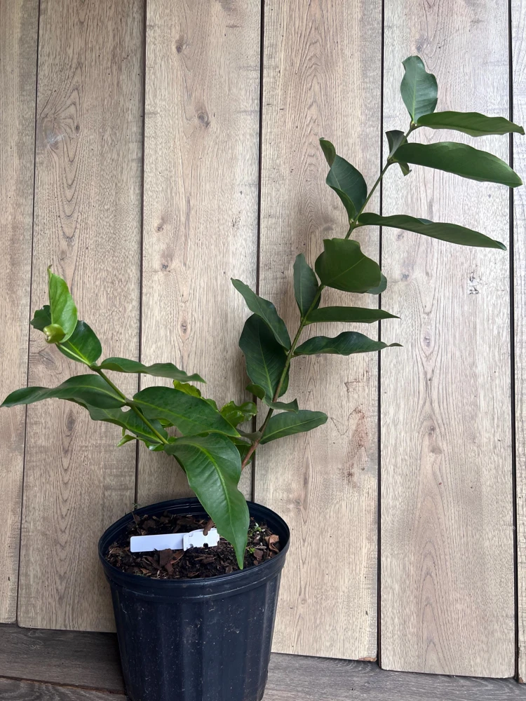 Green Wax Apple Live Plant – 3 Gallon Air Layered Tropical Fruit Tree - Cannot ship to CA - Image 5