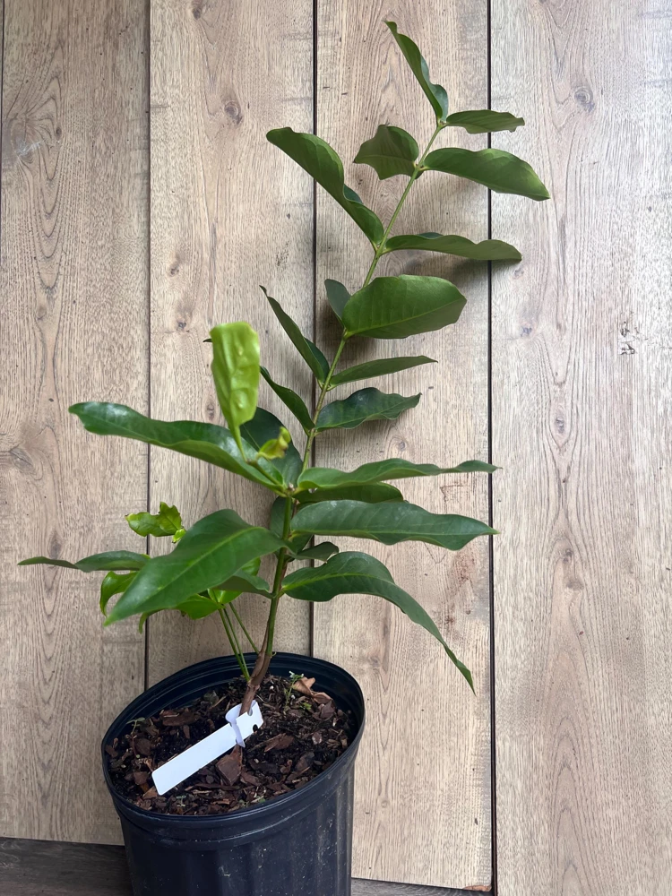 Green Wax Apple Live Plant – 3 Gallon Air Layered Tropical Fruit Tree - Cannot ship to CA - Image 6